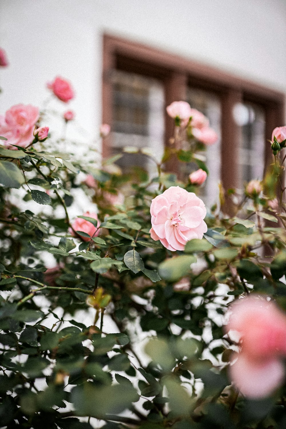 pink rose in bloom during daytime