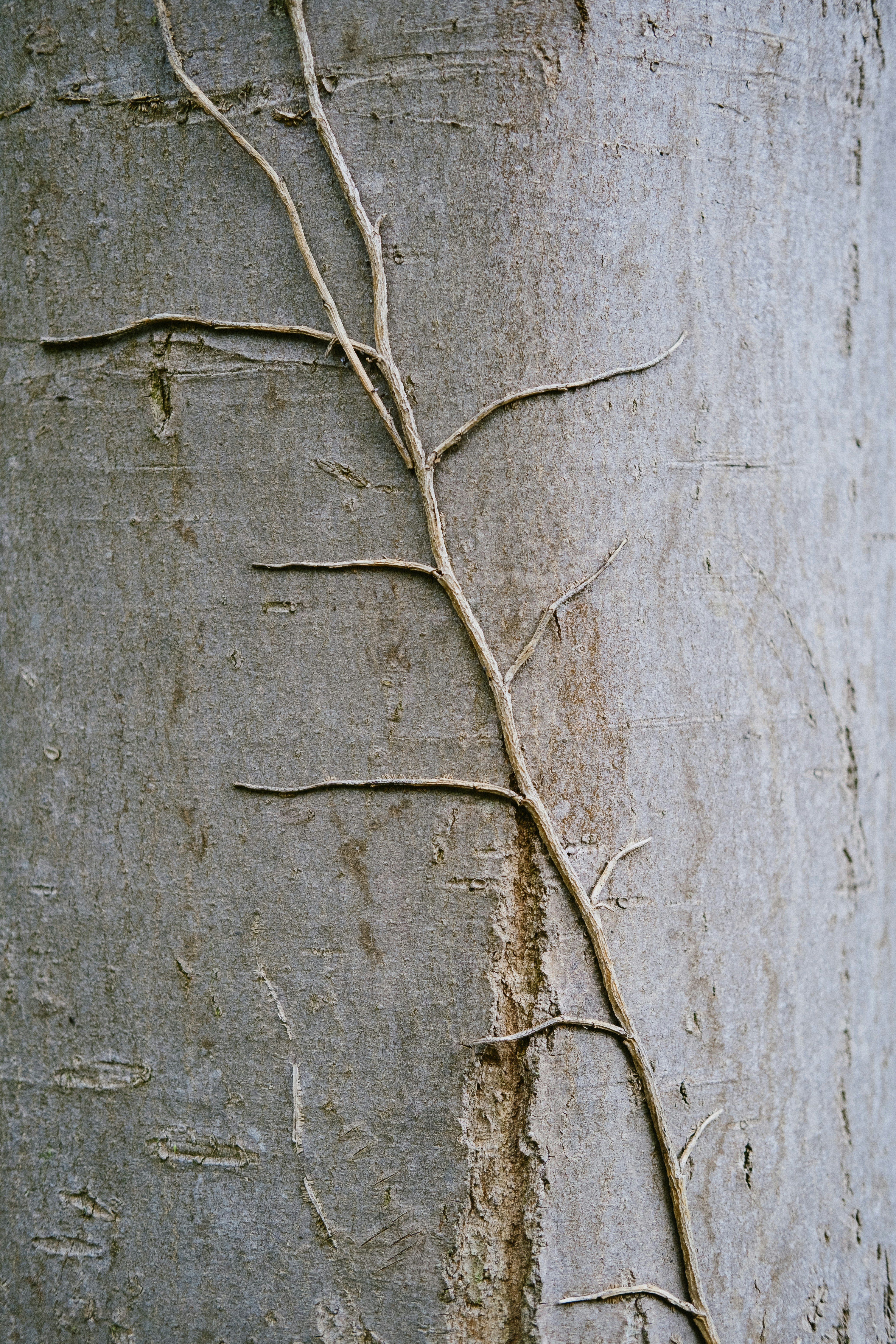 brown tree branch on brown wooden surface