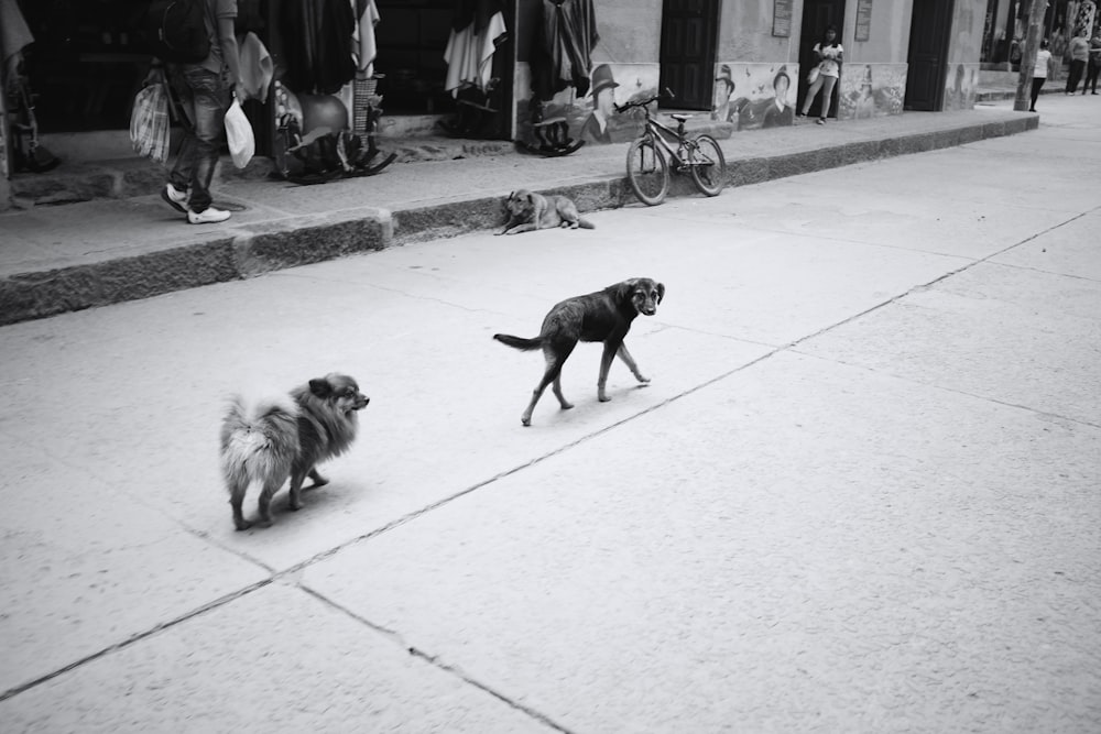 grayscale photo of black labrador retriever walking on street