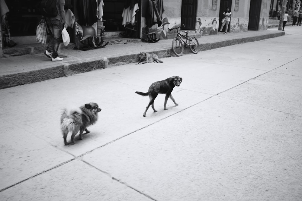 Foto en escala de grises del labrador retriever negro caminando por la calle