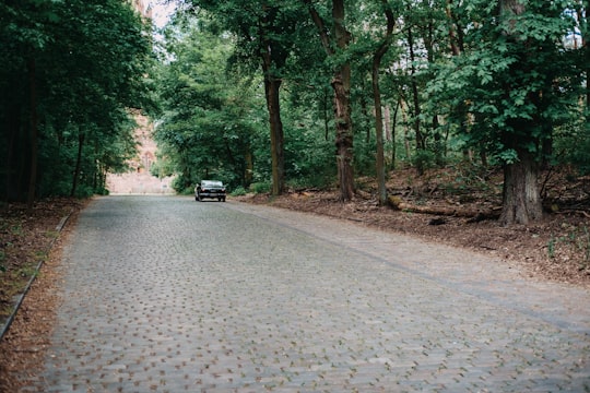 black car on road between trees during daytime in Grunewald Germany