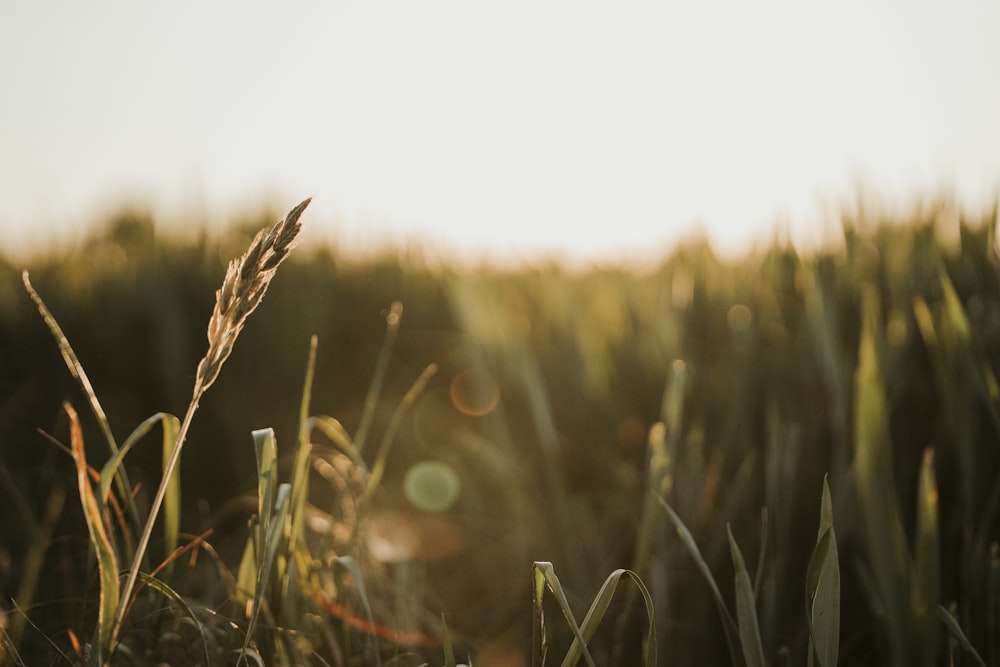 green grass field during daytime