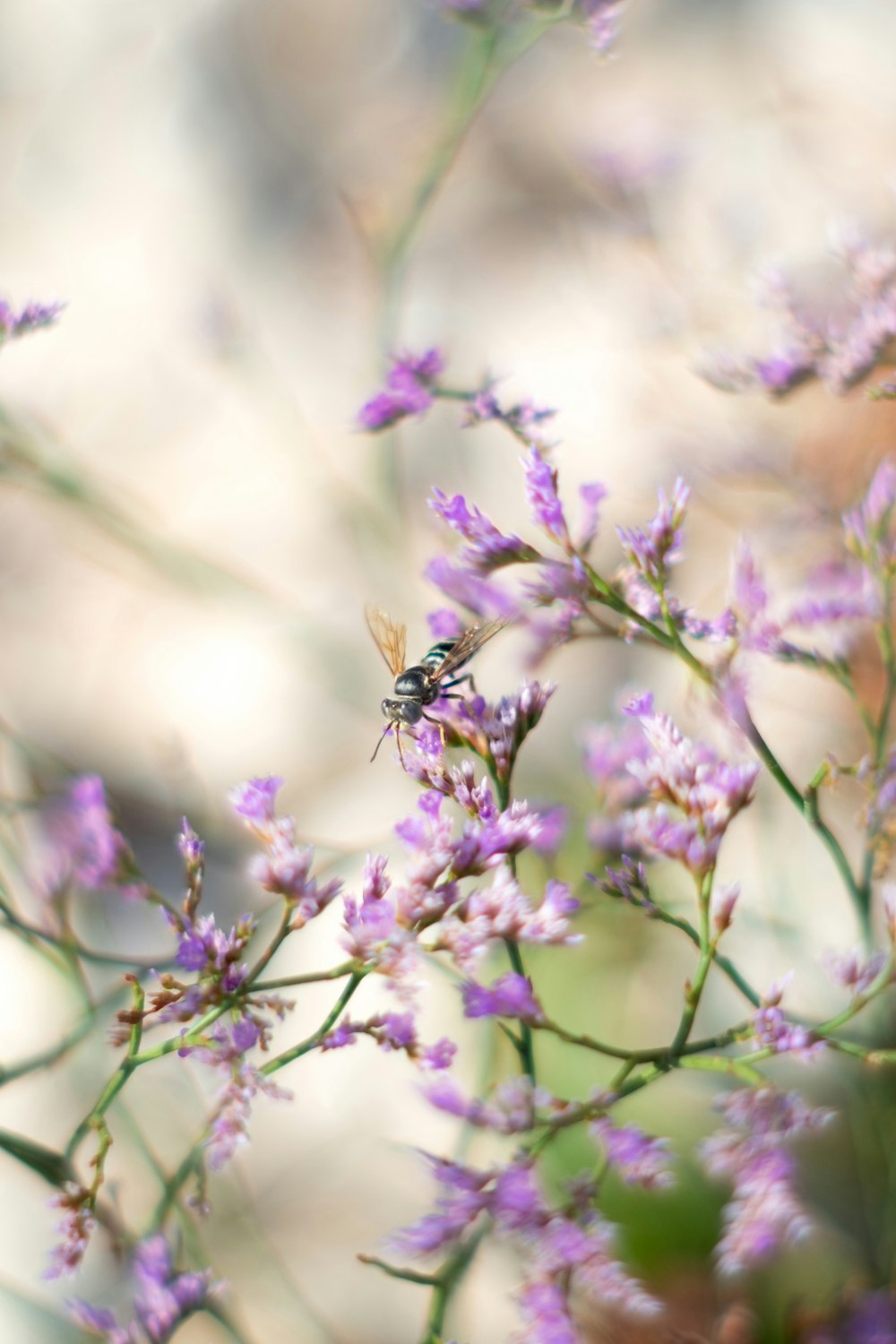 black and yellow bee on purple flower