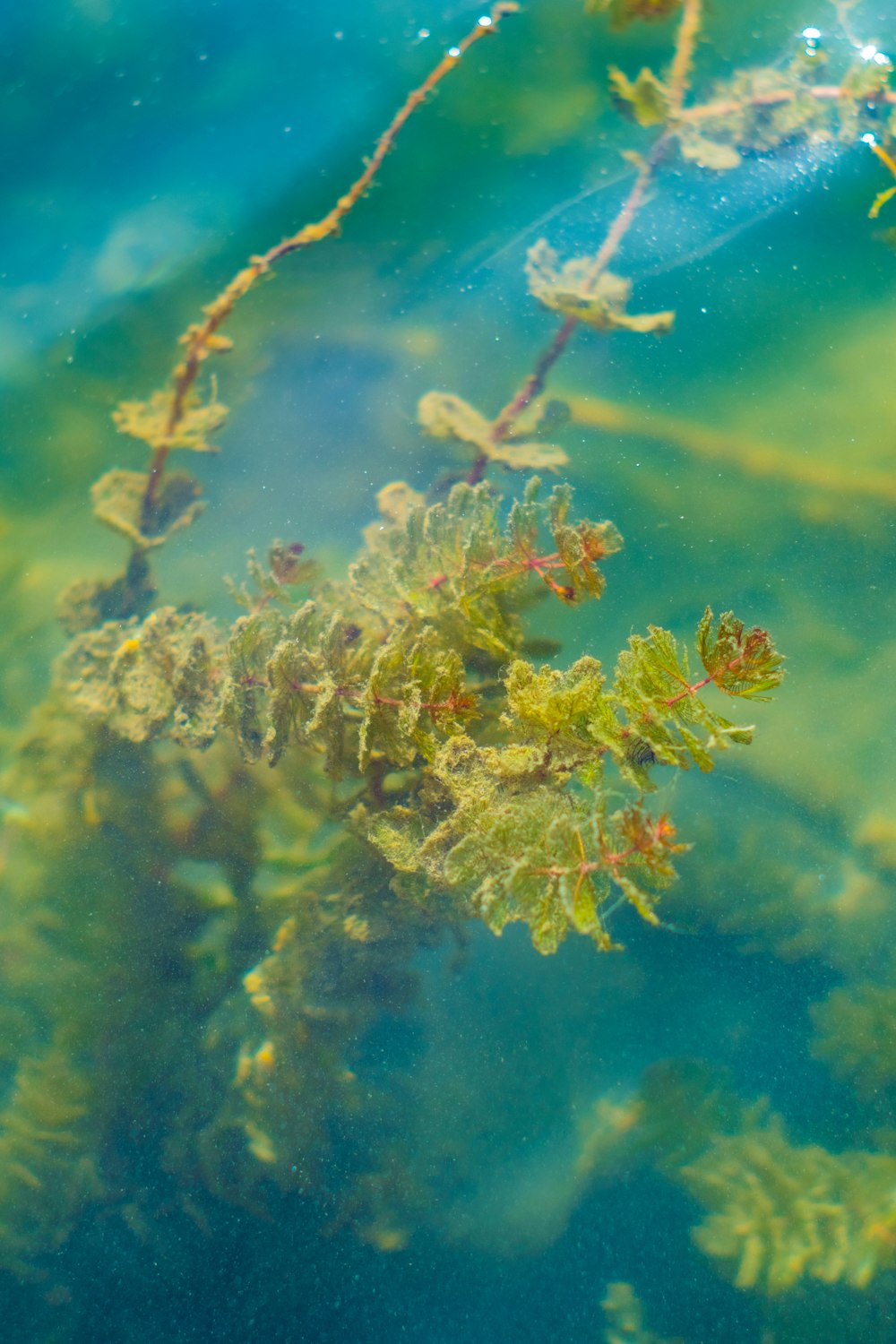 fiore giallo e bianco sott'acqua