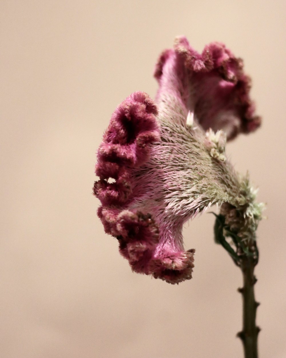 fleur rose dans l’objectif macro