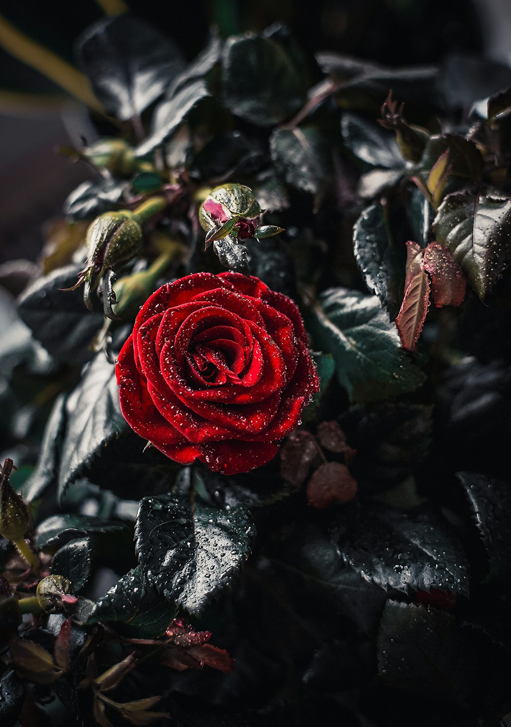 red rose in bloom with dew drops