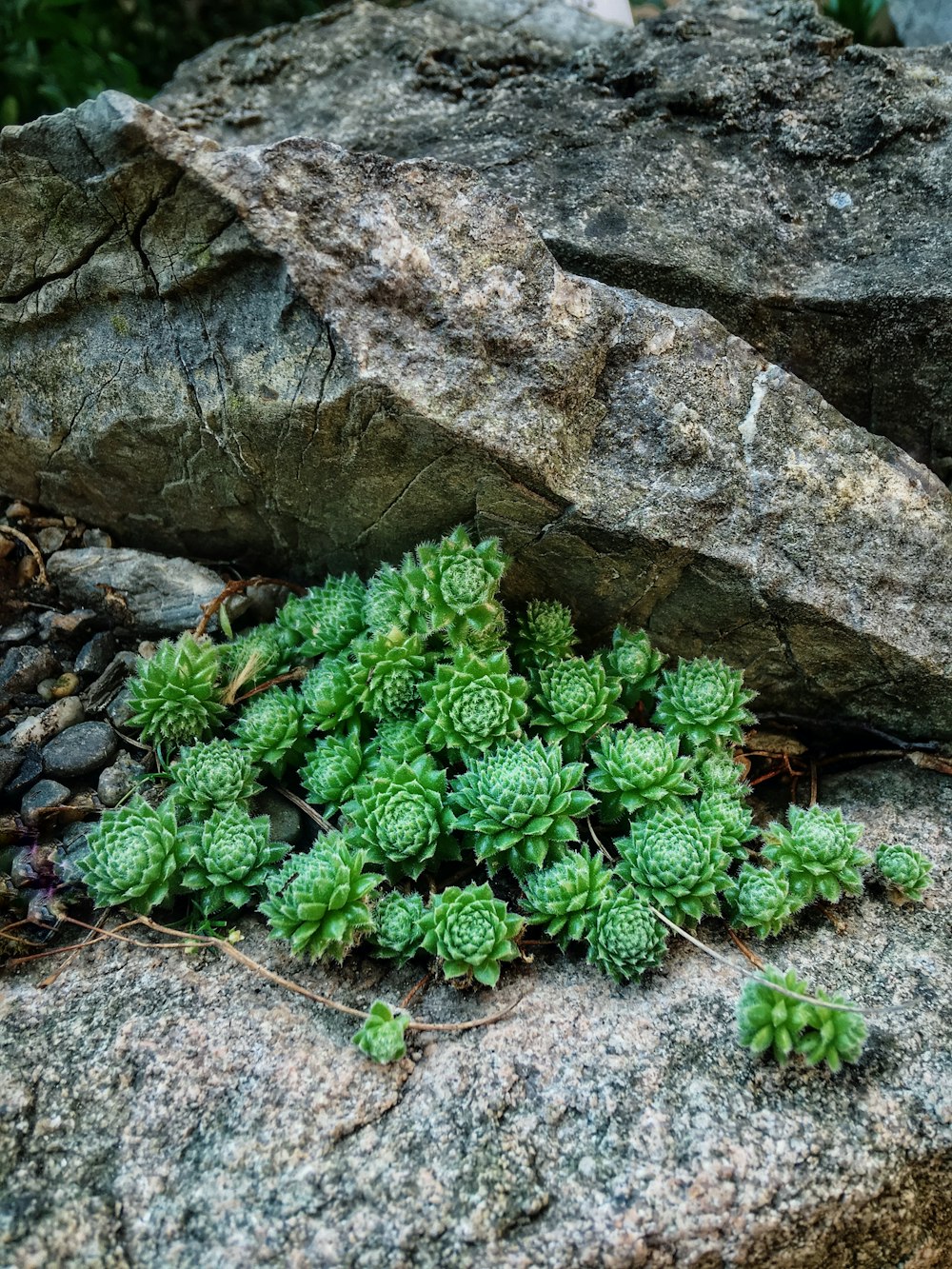 green plant on gray rock