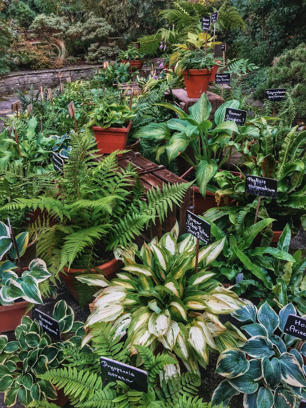 green and yellow flower plants