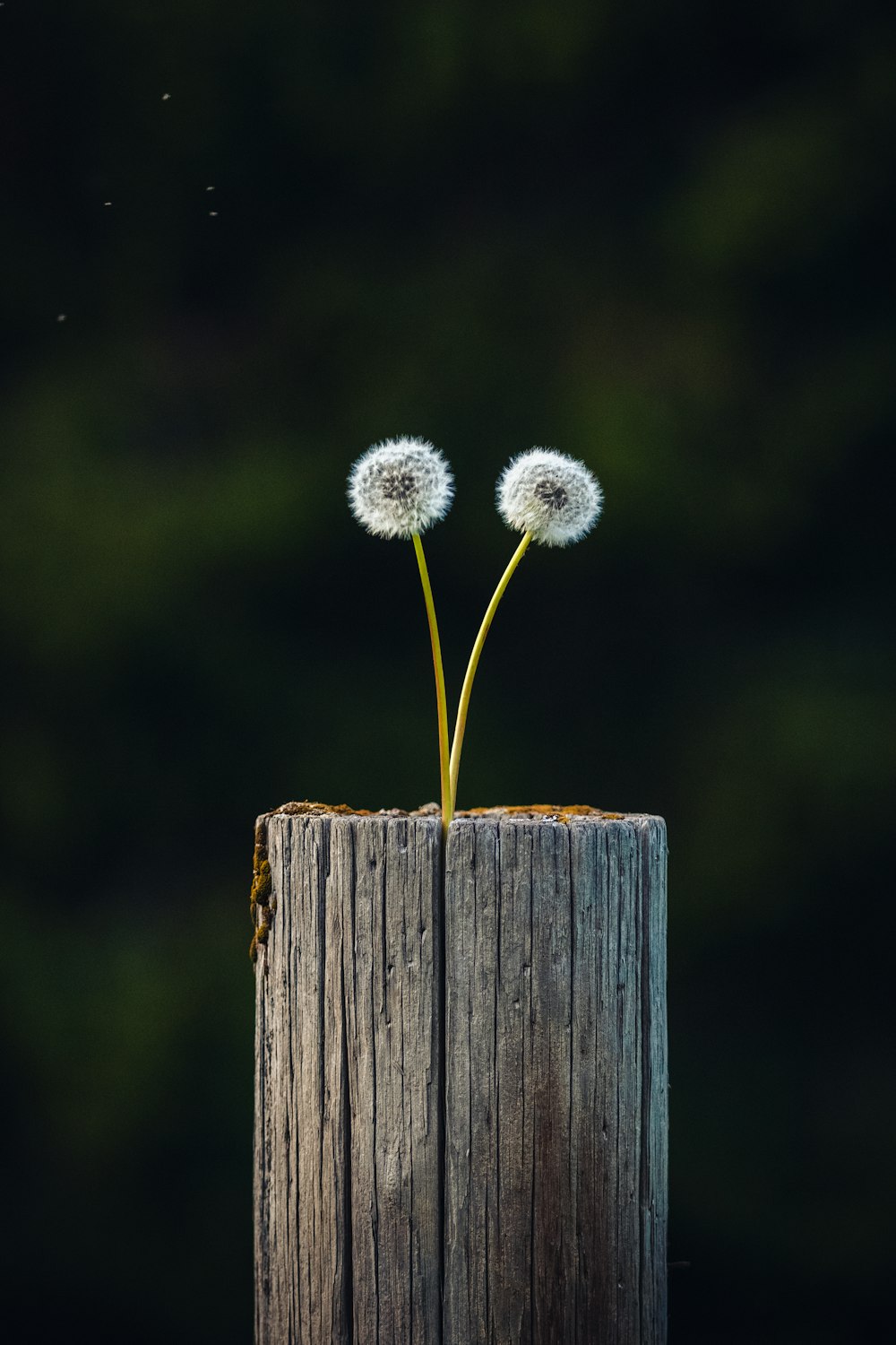 white dandelion on brown wooden post