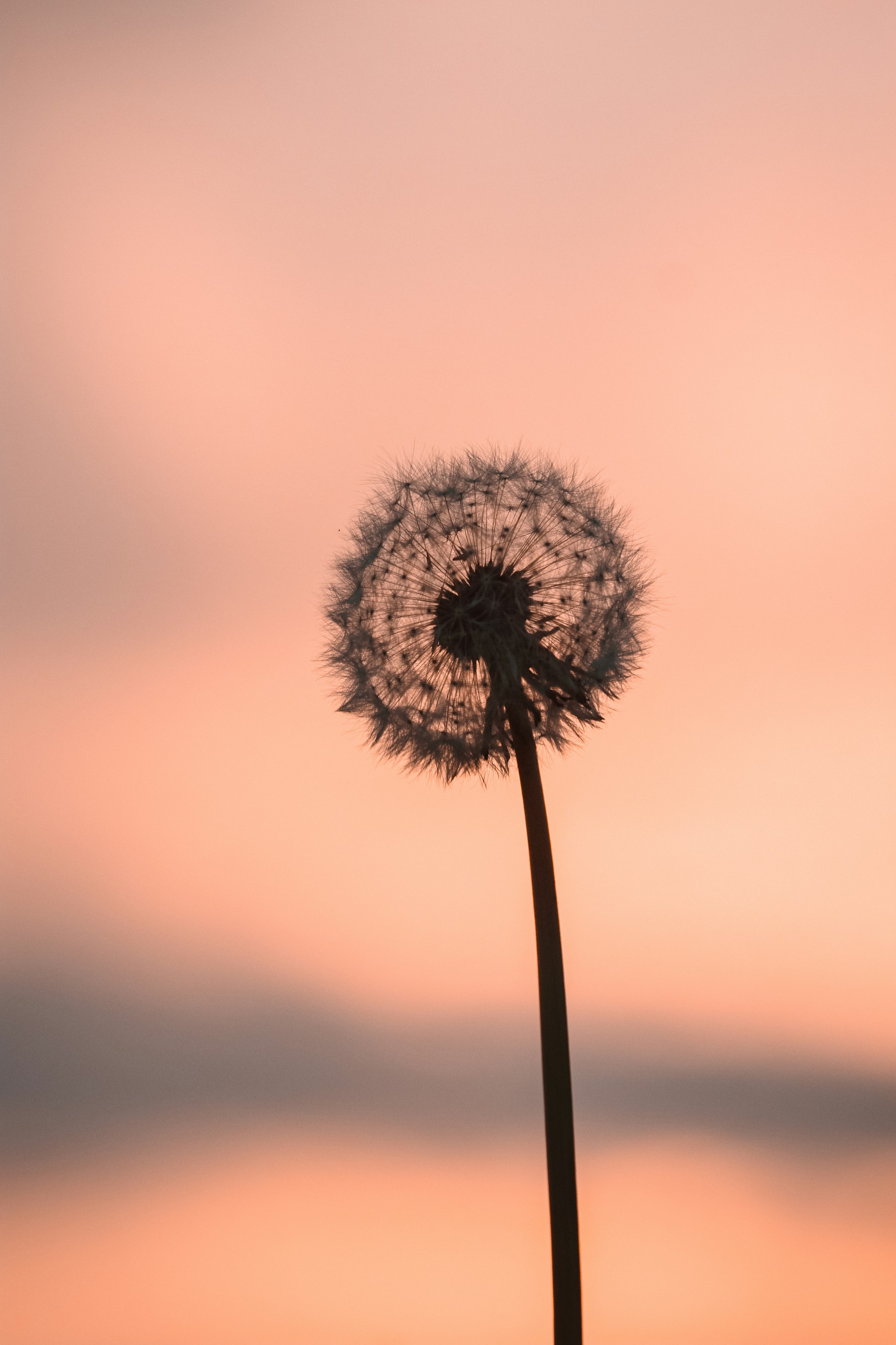white dandelion in close up photography