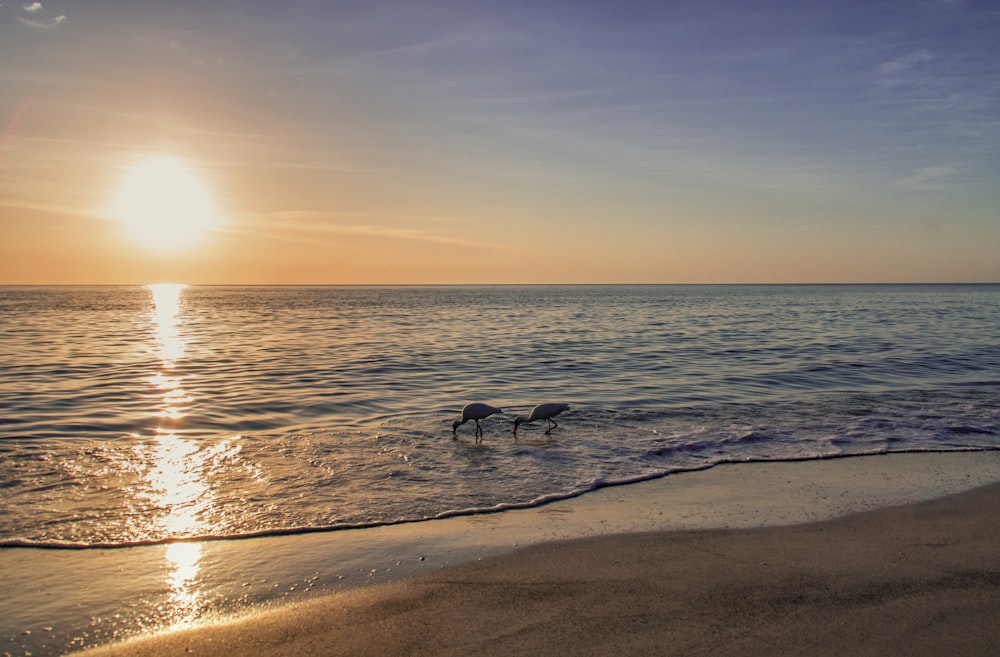 two white and black birds on beach during sunset