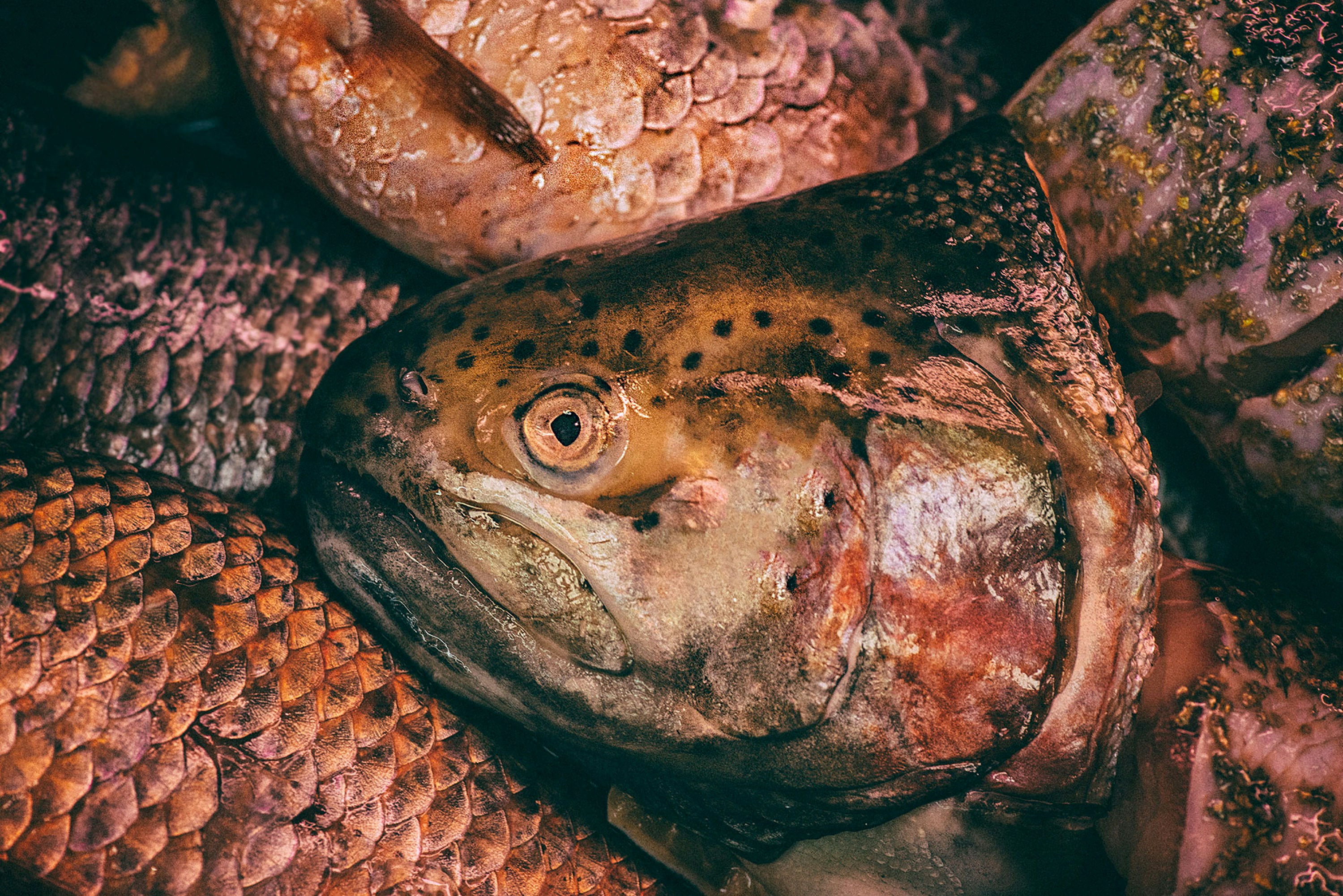 Ikan coklat dan abu-abu di atas mangkuk ikan kaca bening