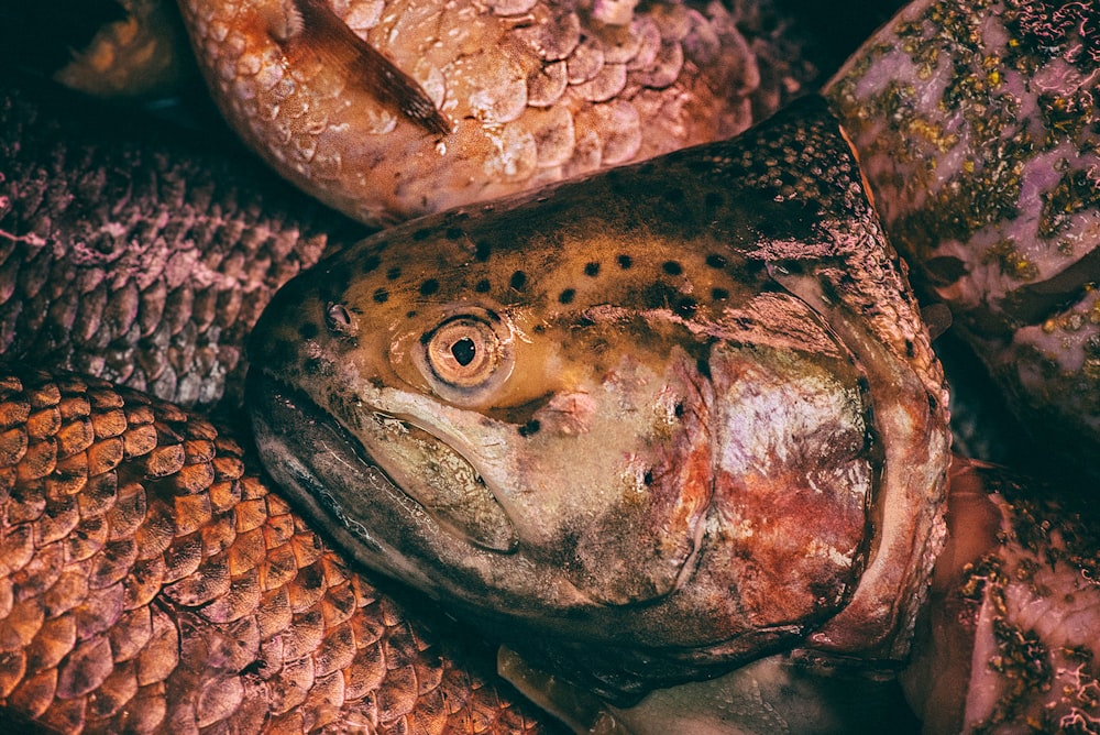 brown and gray fish on clear glass fish bowl