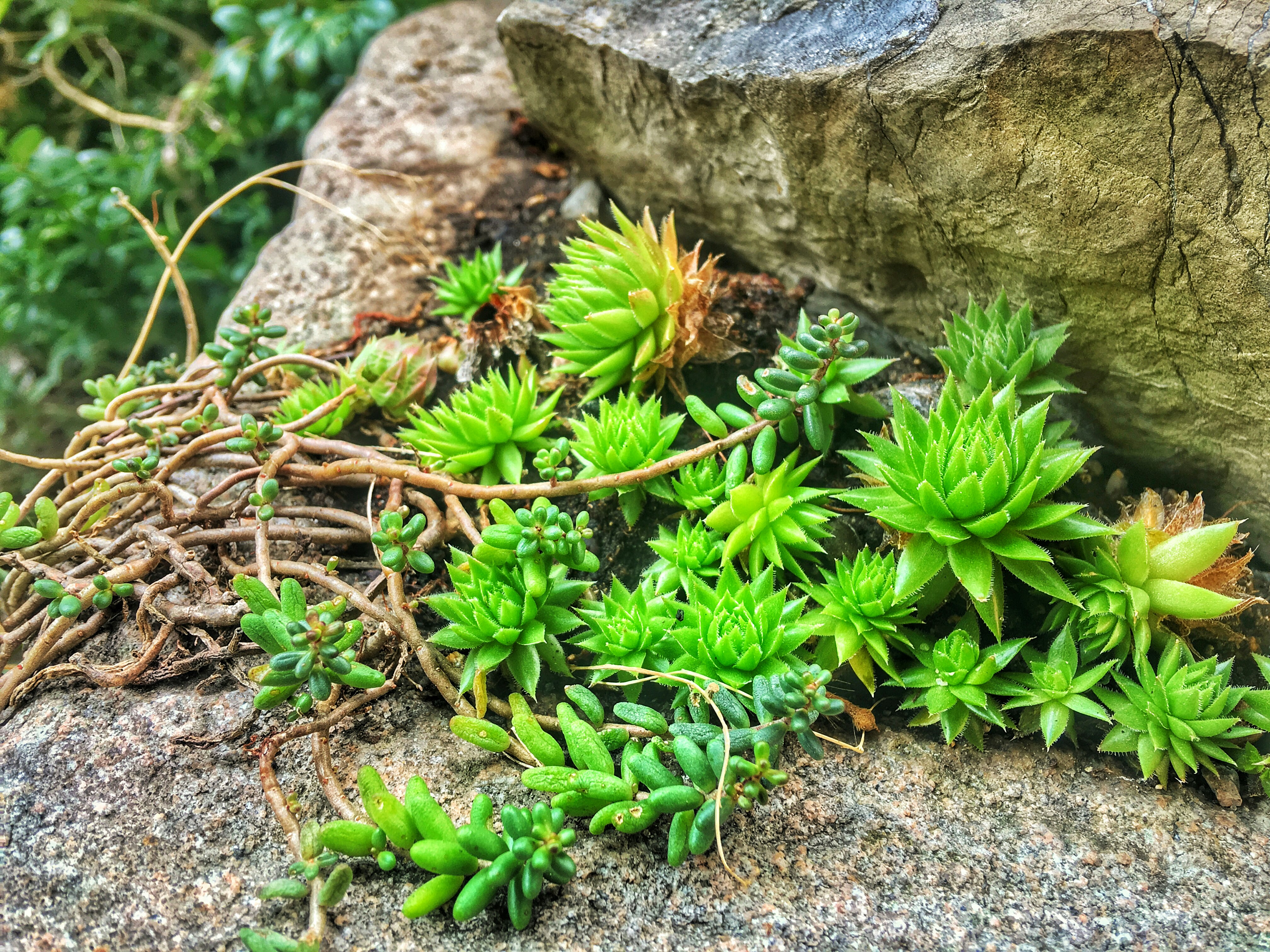 green plant on gray rock