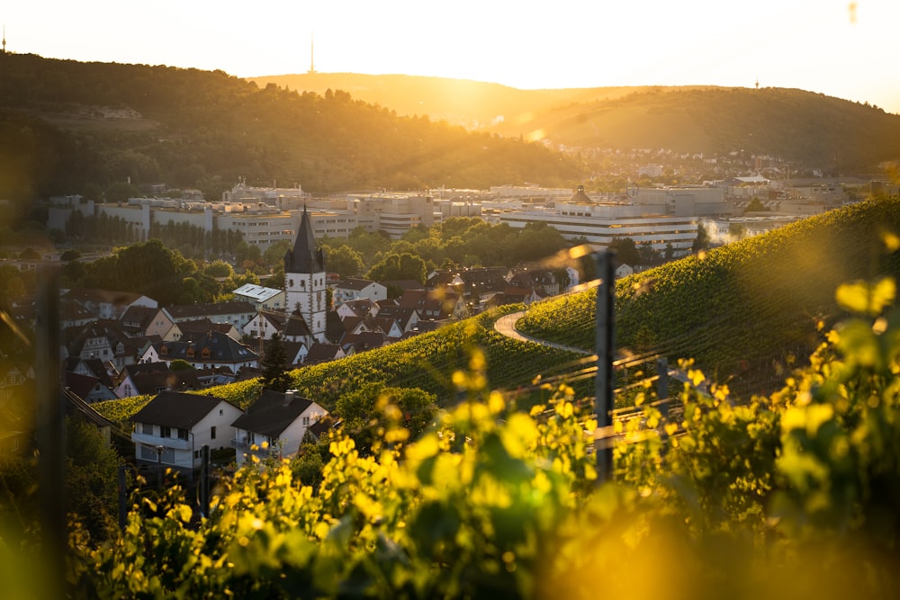 yellow flower field near city during daytime