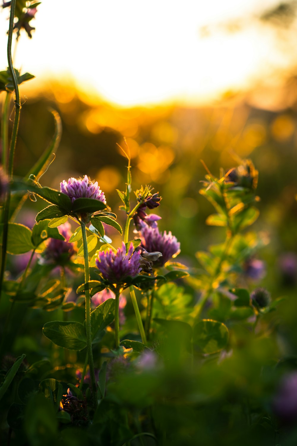 purple flower in tilt shift lens