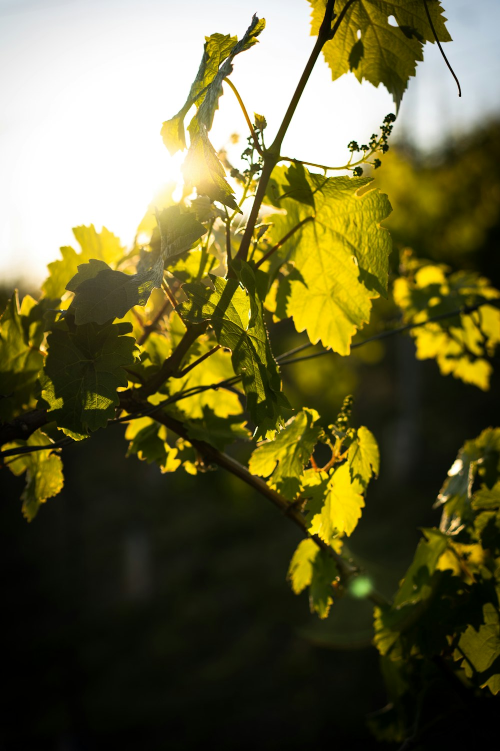 yellow leaf tree during daytime