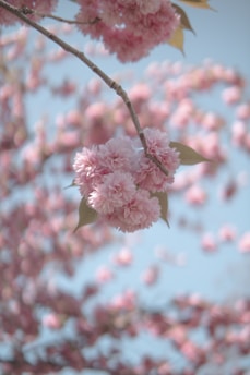 pink cherry blossom in close up photography