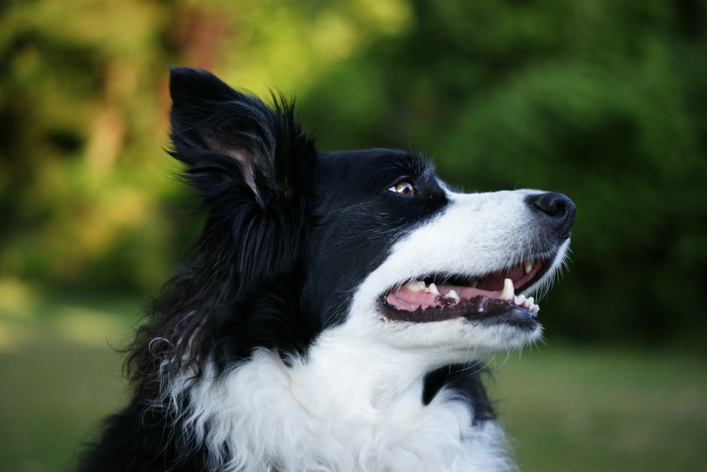 Border Collie blanco y negro