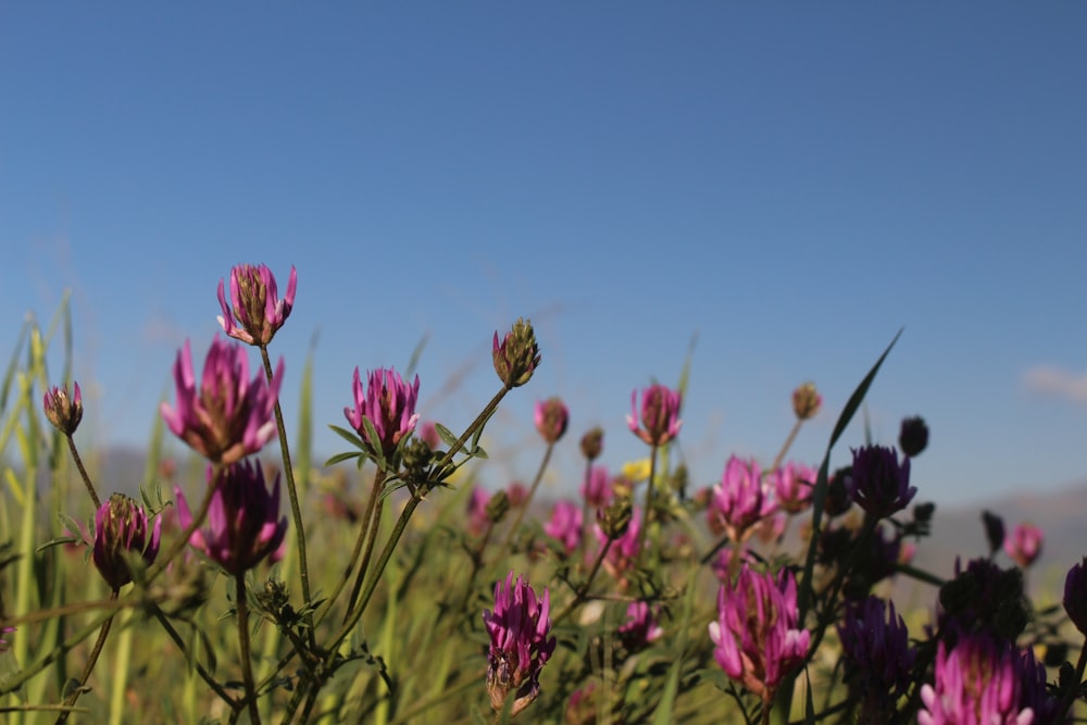 purple flowers under blue sky during daytime