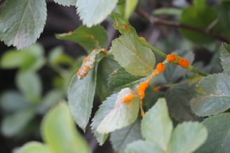 Several green leaves are affected by a bright orange fungal growth, likely a type of rust. The vivid contrast between the orange fungus and the green foliage stands out prominently.