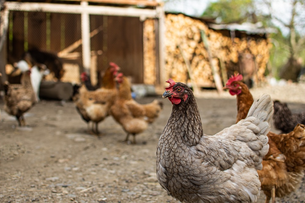 flock of white and brown hens