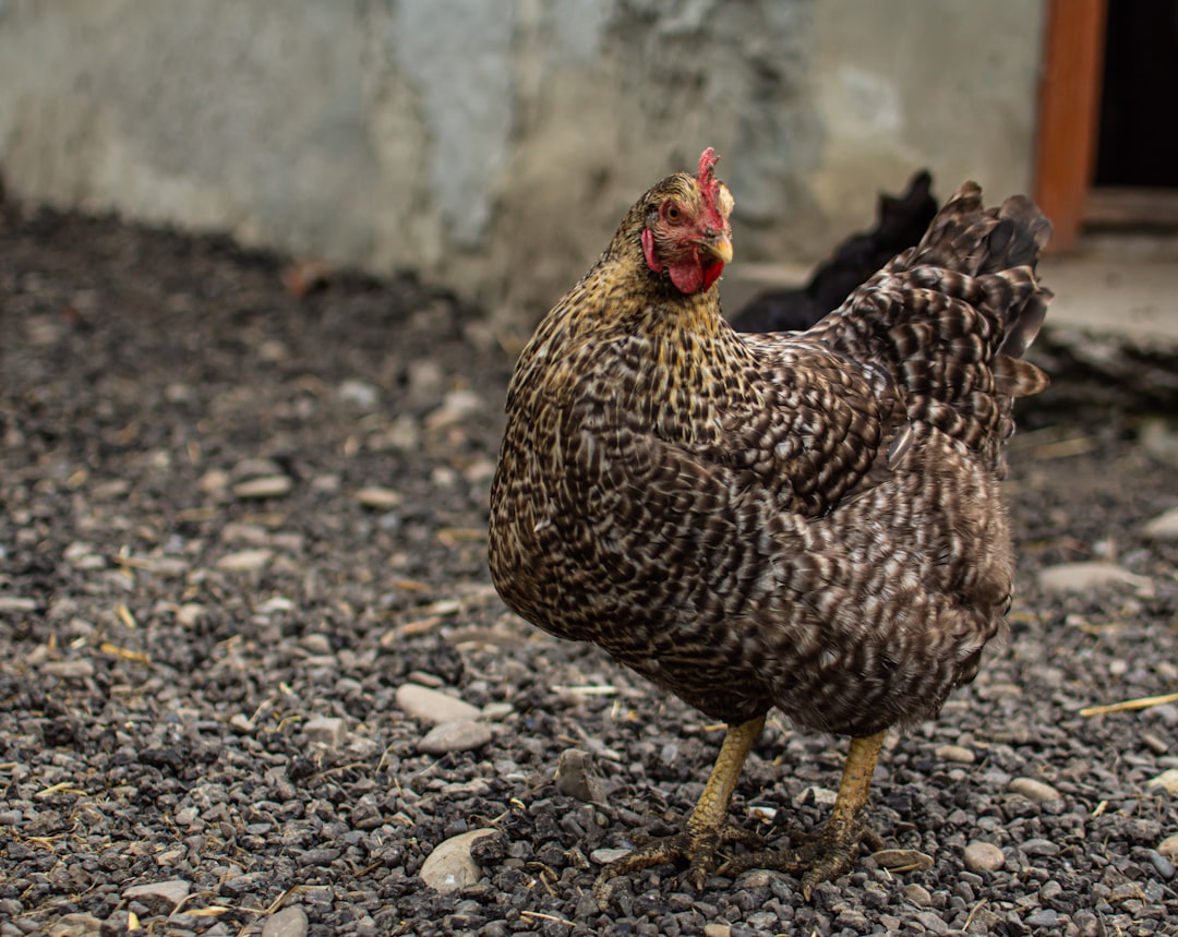 brown and black hen on ground