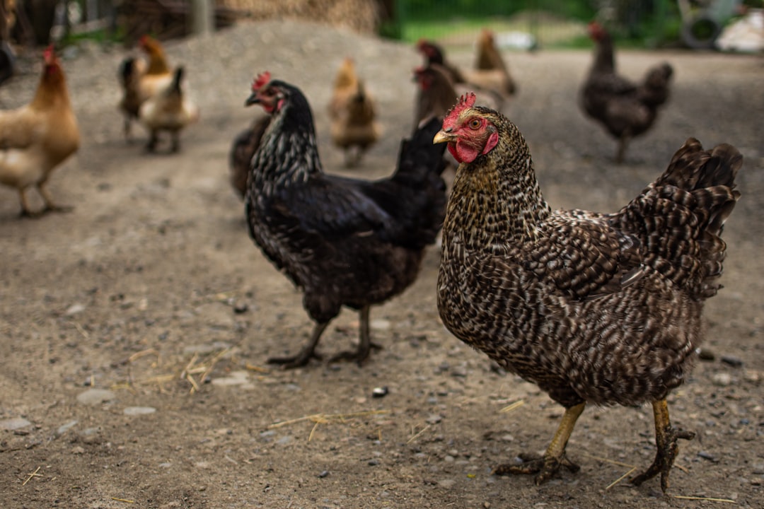 black and white chicken on ground