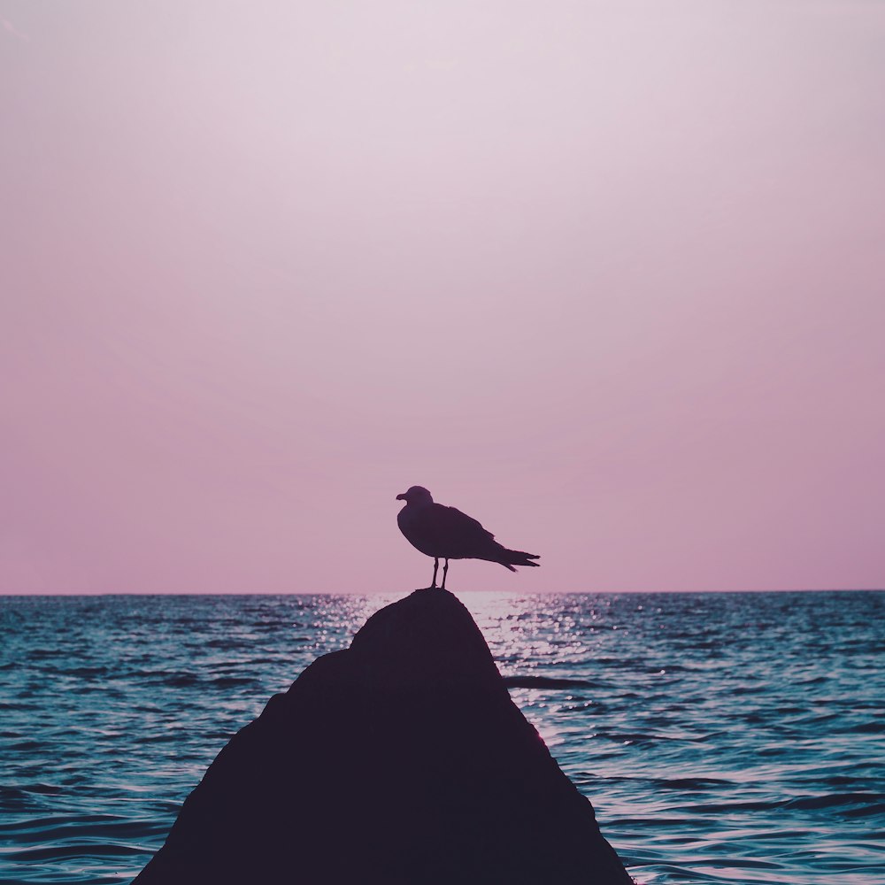 Silhouette eines Vogels auf Felsen in der Nähe des Meeres während des Tages