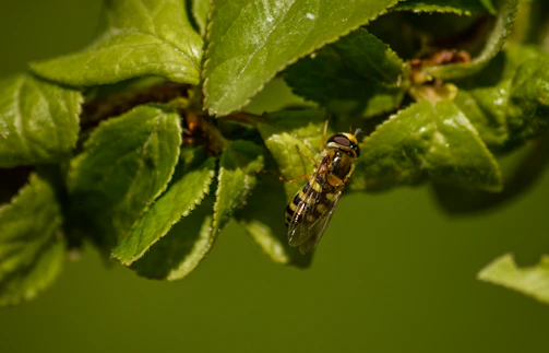 A close-up shot revealing intricate details that come alive on hover.