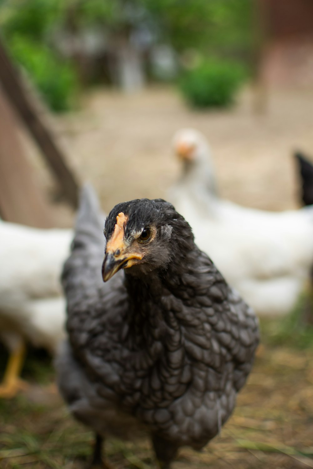 a close up of a bird