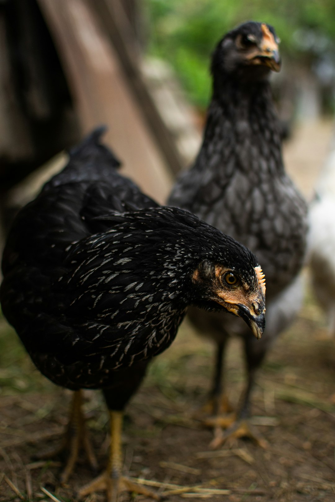 black and brown chicken on brown soil