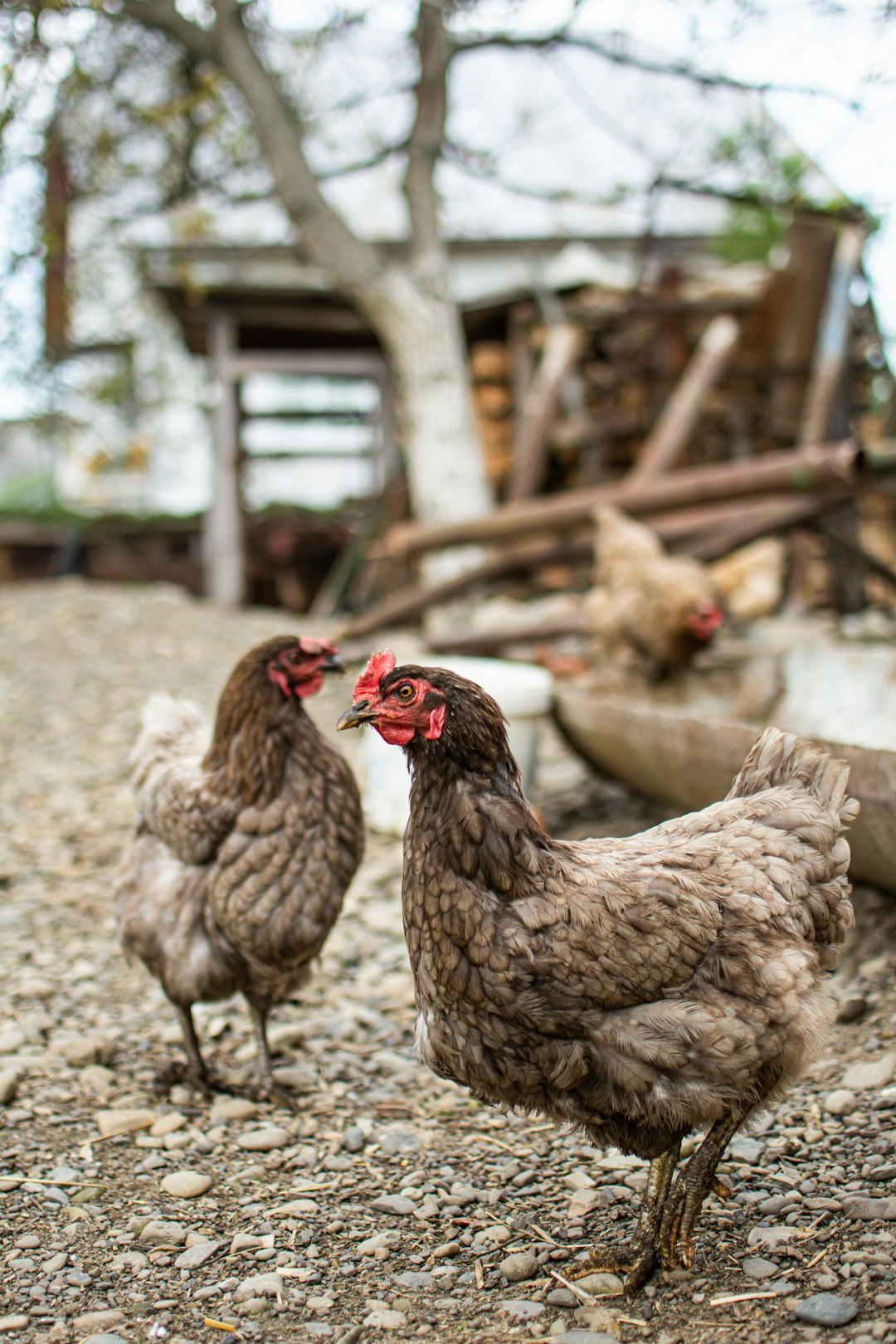 brown and white chicken on ground