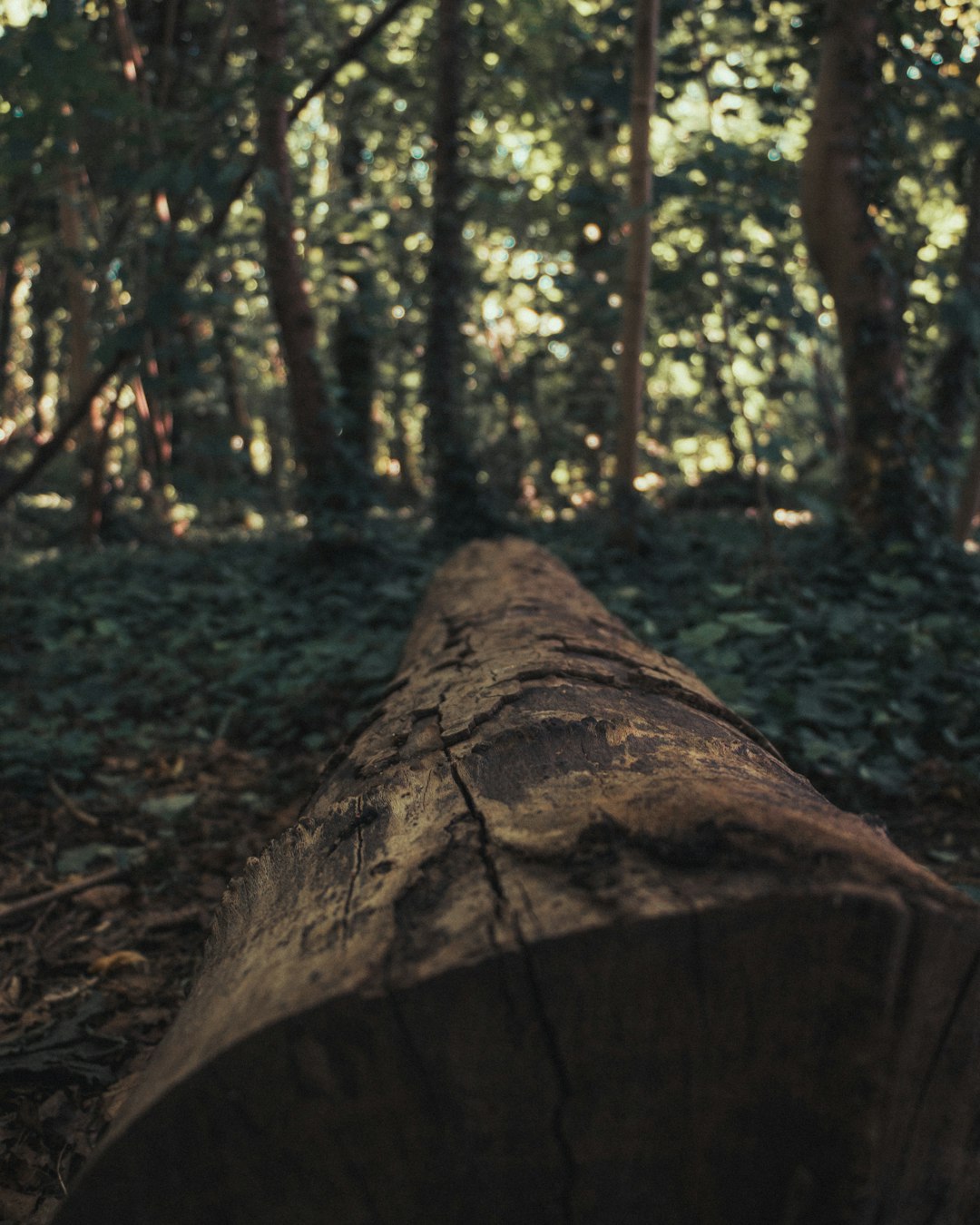 Forest photo spot Paris Seine-et-Marne