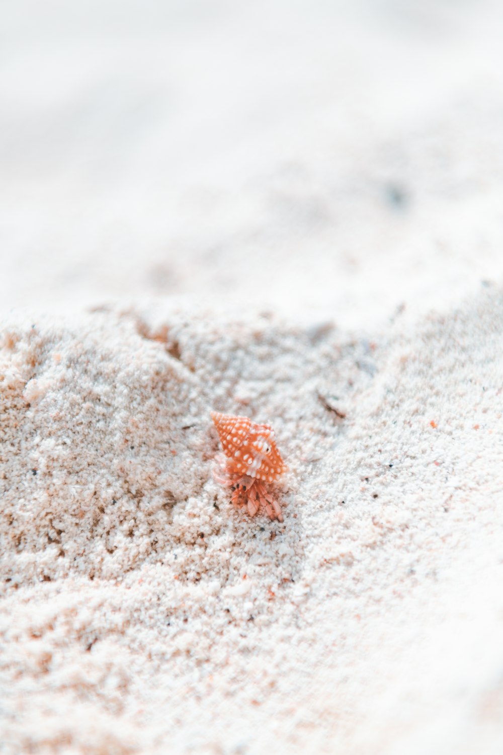 brown leaf on gray sand during daytime