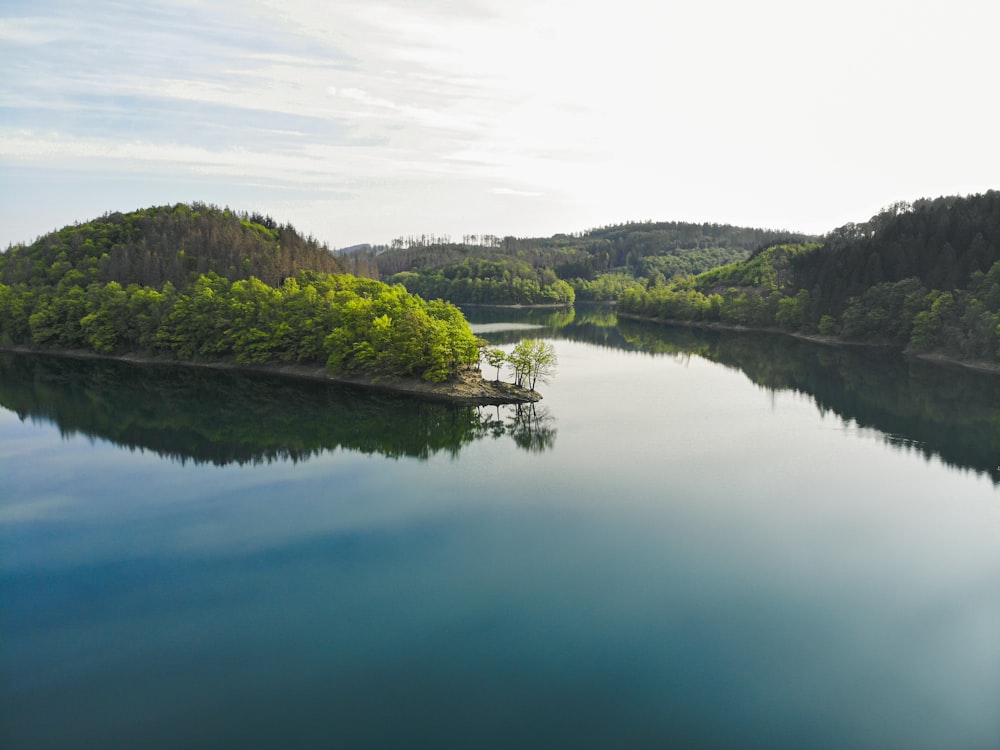 green trees beside body of water during daytime