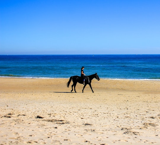 man riding horse on beach during daytime in Maslin Beach SA Australia