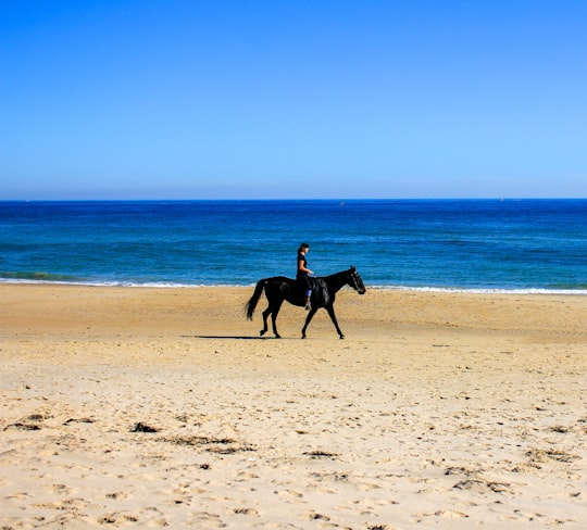 photo of Maslin Beach SA Beach near Mount Lofty