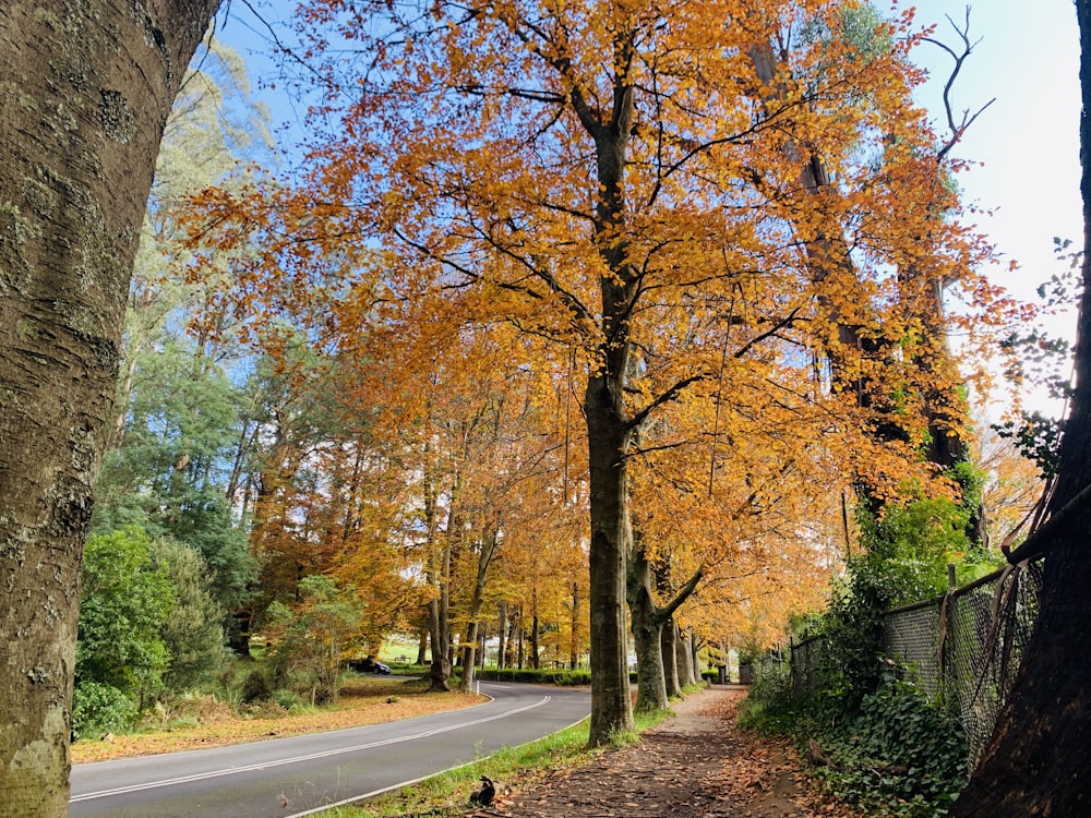 brown and green trees beside road during daytime