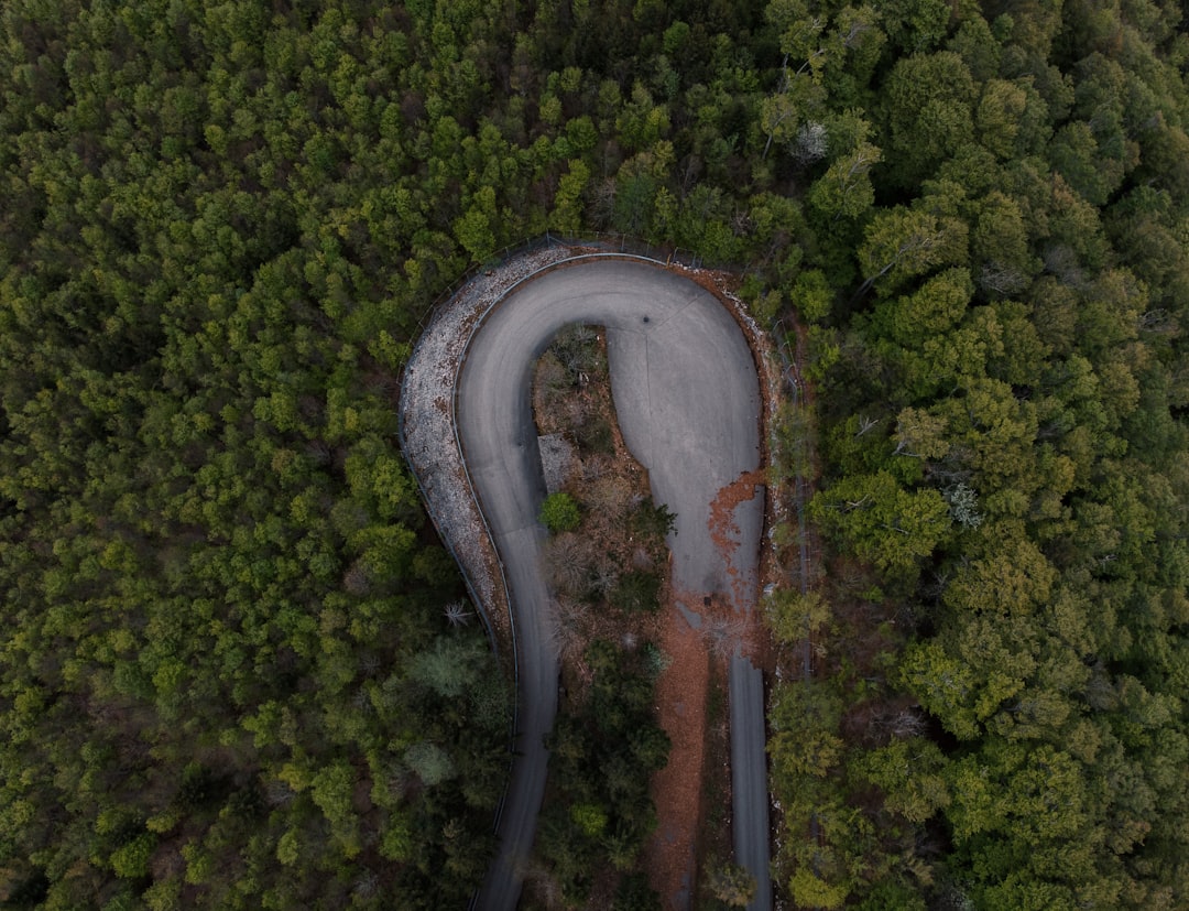 aerial view of green trees and road