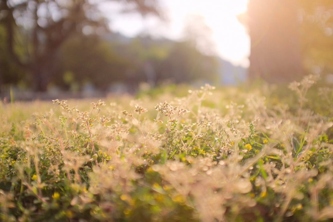 green grass field during daytime