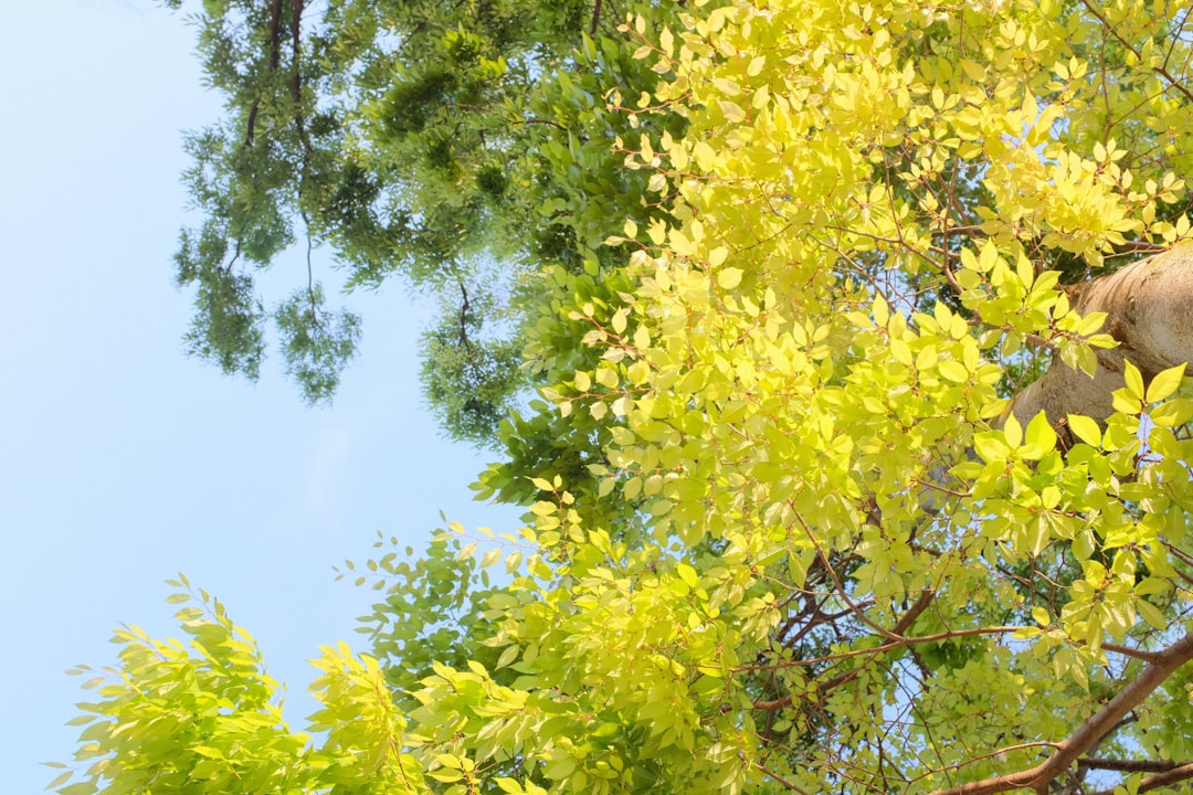 green tree with yellow leaves during daytime