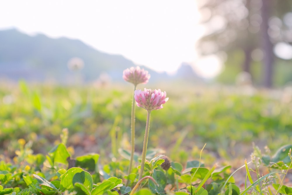 purple flower in green grass field during daytime