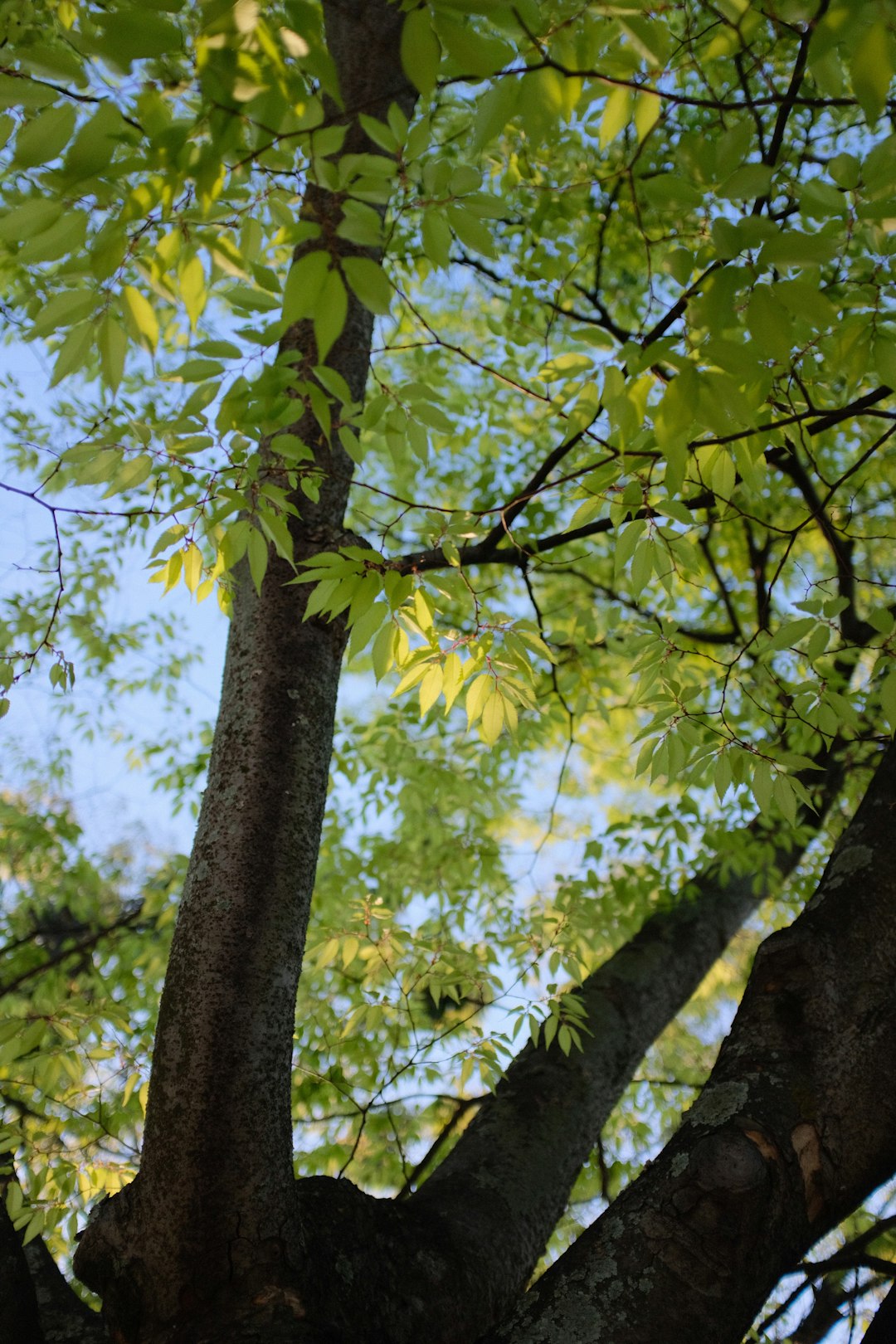 green tree with yellow leaves during daytime