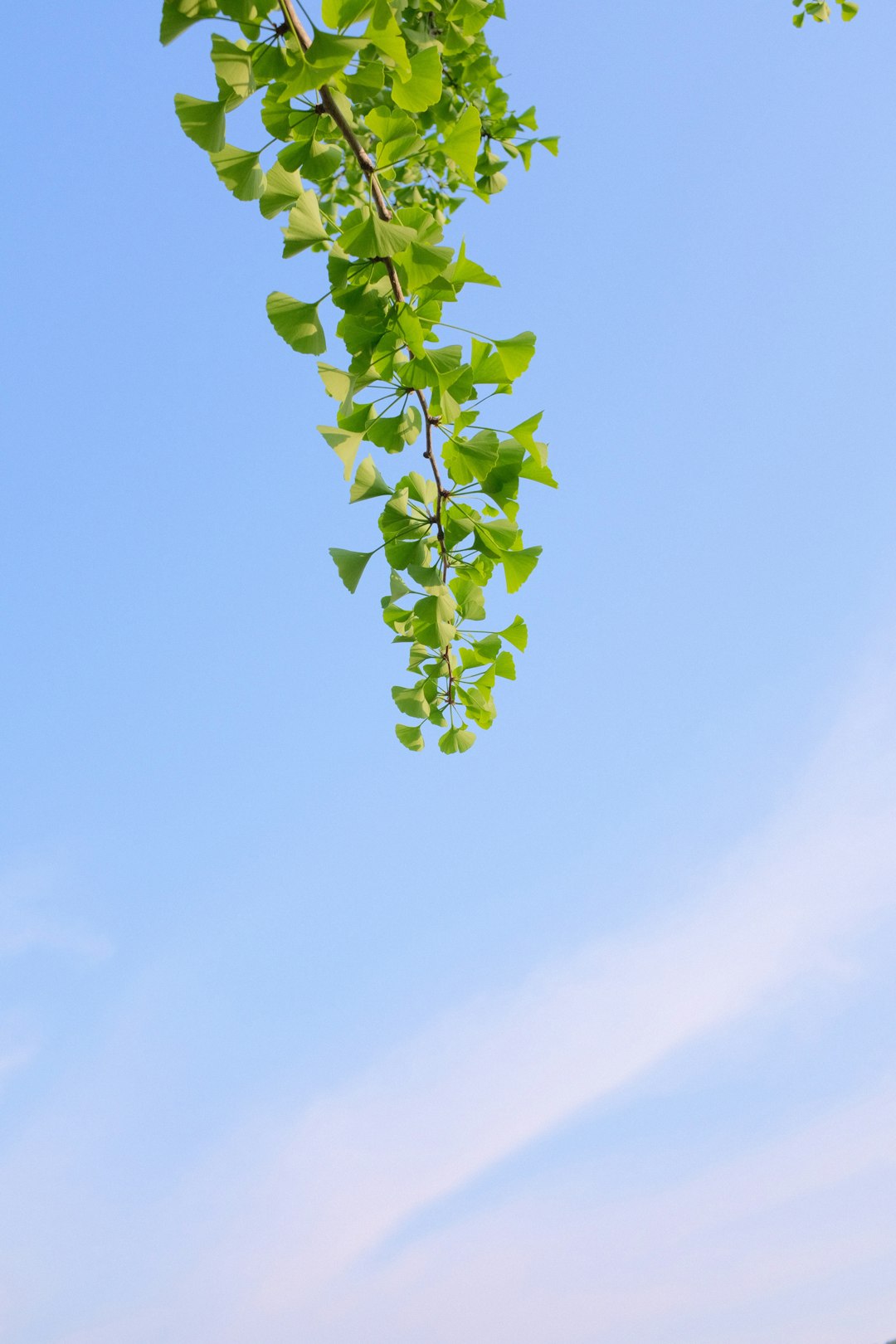 green leaves under blue sky during daytime