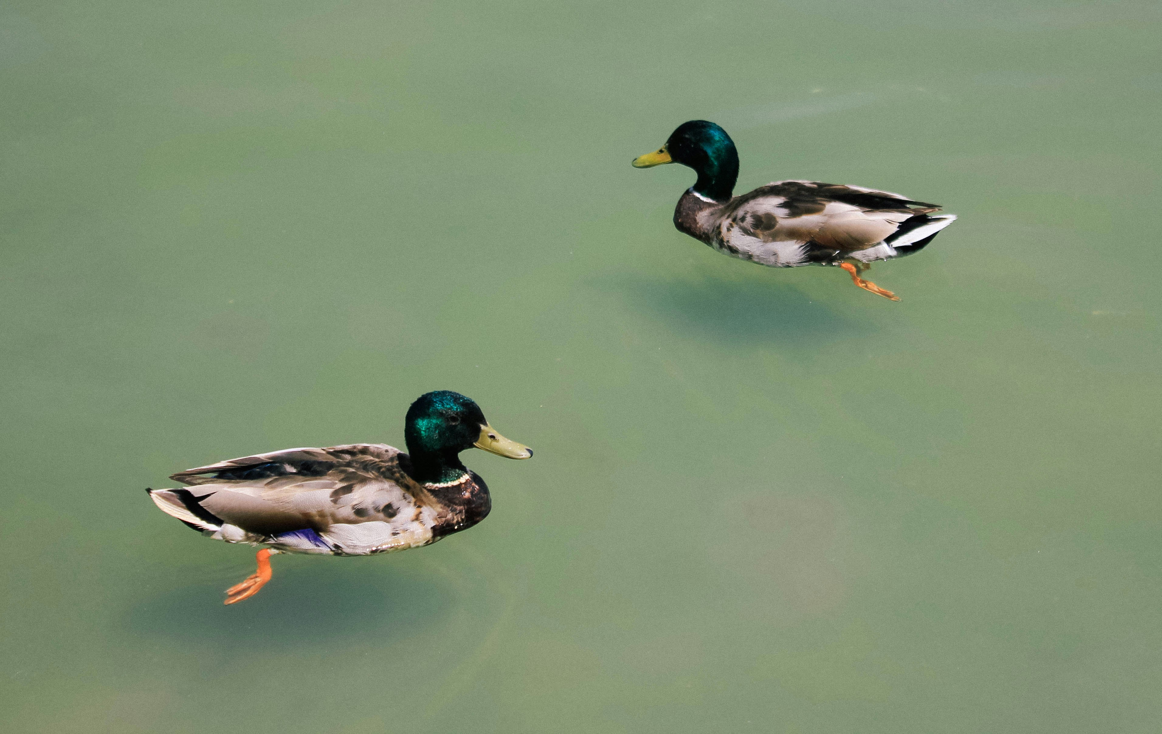 mallard duck on water during daytime duck zoom background