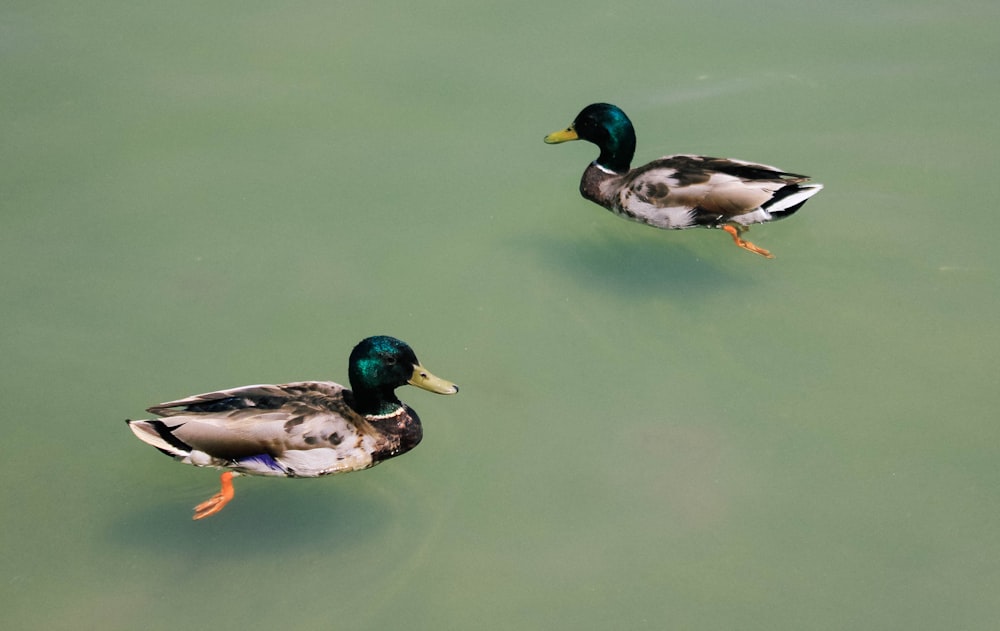 mallard duck on water during daytime