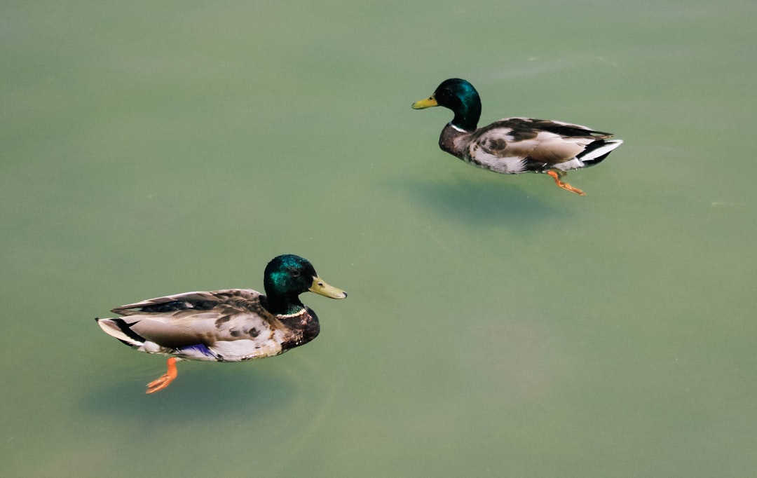 Ducks in a pond in summer at Bellevue