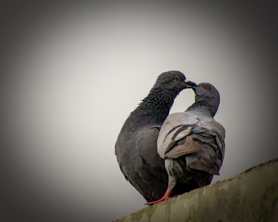 Two pigeons are perched on a ledge, with their heads close together, appearing affectionate towards each other. The birds have a mix of dark grey feathers with a hint of iridescence, and bright red eyes. The background is blurred, drawing attention to the pigeons.