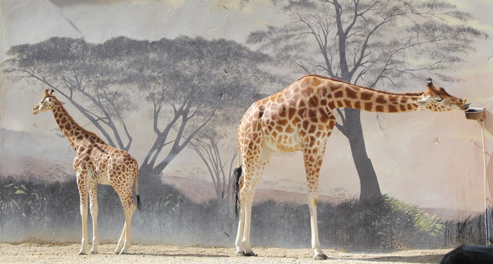Giraffe, die tagsüber in der Nähe von kahlen Bäumen steht